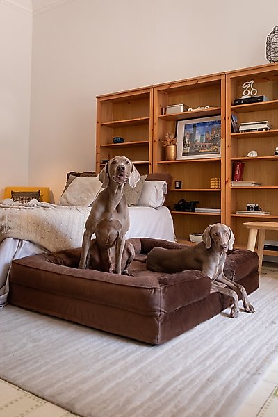 Noah & Paw Velvet Collection Orthopedic Dog Bed