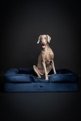 Show full view: Noah & Paw Machine Washable Orthopedic Sofa Dog Bed, Navy Blue, 45 x 35 x 11-in slide 5 of 8