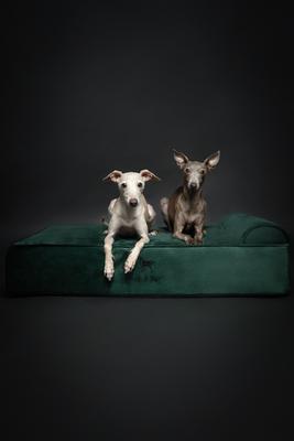 Show full view: Noah & Paw Machine Washable Orthopedic Sofa Dog Bed, Dark Green, 35 x 25 x 8.7-in slide 8 of 9