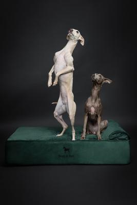 Show full view: Noah & Paw Machine Washable Orthopedic Sofa Dog Bed, Dark Green, 35 x 25 x 8.7-in slide 5 of 9