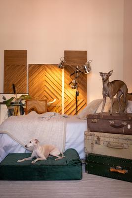 Show full view: Noah & Paw Machine Washable Orthopedic Sofa Dog Bed, Dark Green, 35 x 25 x 8.7-in slide 3 of 9