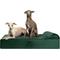 Show in main carousel: Noah & Paw Machine Washable Orthopedic Sofa Dog Bed, Dark Green, 35 x 25 x 8.7-in slide 1 of 9