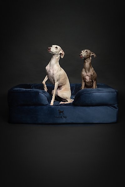 Noah & Paw Velvet Collection Orthopedic Dog Bed