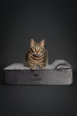 Show full view: Noah & Paw Machine Washable Orthopedic Sofa Dog Bed, Grey, 20 x 15 x 6.5-in slide 2 of 6