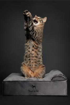 Show full view: Noah & Paw Machine Washable Orthopedic Sofa Dog Bed, Grey, 20 x 15 x 6.5-in slide 3 of 6