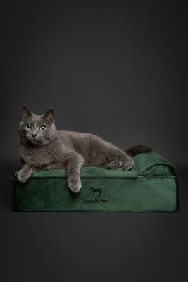 Show full view: Noah & Paw Machine Washable Orthopedic Sofa Dog Bed, Dark Green, 20 x 15 x 6.5-in slide 3 of 6