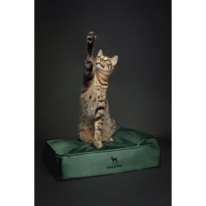 Noah & Paw Machine Washable Orthopedic Sofa Dog Bed, Dark Green, 20 x 15 x 6.5-in