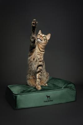 Show full view: Noah & Paw Machine Washable Orthopedic Sofa Dog Bed, Dark Green, 20 x 15 x 6.5-in slide 2 of 6