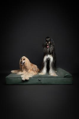 Show full view: Noah & Paw Machine Washable Orthopedic Sofa Dog Bed, Green, 55 x 45 x 9.5-in slide 5 of 8