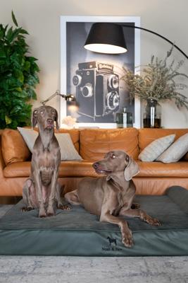 Show full view: Noah & Paw Machine Washable Orthopedic Sofa Dog Bed, Green, 55 x 45 x 9.5-in slide 7 of 8