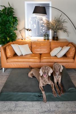 Show full view: Noah & Paw Machine Washable Orthopedic Sofa Dog Bed, Green, 55 x 45 x 9.5-in slide 6 of 8