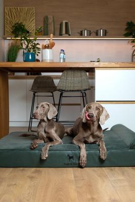 Show full view: Noah & Paw Machine Washable Orthopedic Sofa Dog Bed, Green, 55 x 45 x 9.5-in slide 2 of 8