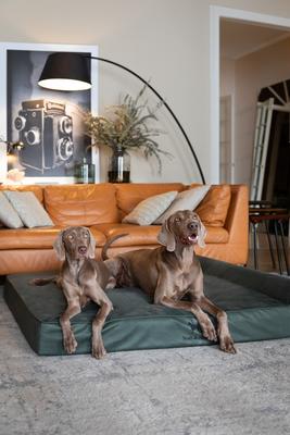 Show full view: Noah & Paw Machine Washable Orthopedic Sofa Dog Bed, Green, 55 x 45 x 9.5-in slide 3 of 8