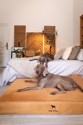 Show full view: Noah & Paw Machine Washable Orthopedic Sofa Dog Bed, Camel, 55 x 45 x 9.5-in slide 8 of 9