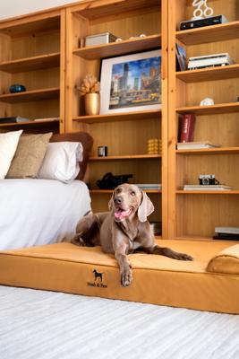 Show full view: Noah & Paw Machine Washable Orthopedic Sofa Dog Bed, Camel, 55 x 45 x 9.5-in slide 3 of 9