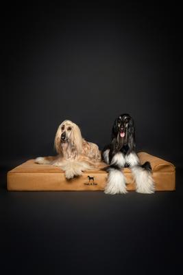 Show full view: Noah & Paw Machine Washable Orthopedic Sofa Dog Bed, Camel, 55 x 45 x 9.5-in slide 5 of 9