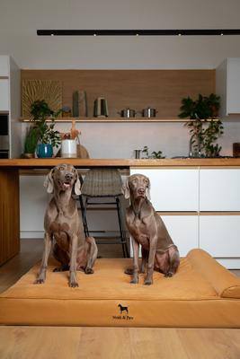 Show full view: Noah & Paw Machine Washable Orthopedic Sofa Dog Bed, Camel, 55 x 45 x 9.5-in slide 2 of 9