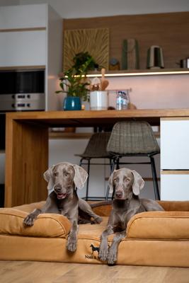 Noah & Paw Machine Washable Orthopedic Classic Dog Bed, Camel, XX-Large