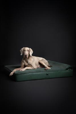 Show full view: Noah & Paw Machine Washable Orthopedic Sofa Dog Bed, Green, 45 x 35 x 9.1-in slide 6 of 9