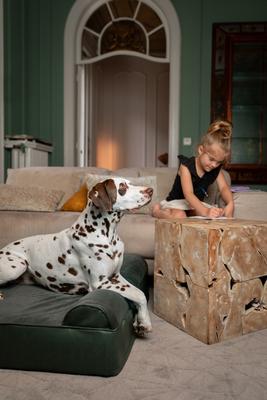 Show full view: Noah & Paw Machine Washable Orthopedic Sofa Dog Bed, Green, 45 x 35 x 9.1-in slide 3 of 9