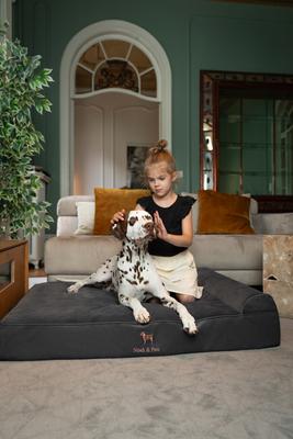 Show full view: Noah & Paw Machine Washable Orthopedic Sofa Dog Bed, Charcoal, 45 x 35 x 9.1-in slide 2 of 9