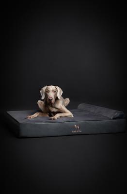 Show full view: Noah & Paw Machine Washable Orthopedic Sofa Dog Bed, Charcoal, 45 x 35 x 9.1-in slide 3 of 9