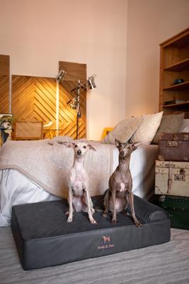 Show full view: Noah & Paw Machine Washable Orthopedic Sofa Dog Bed, Charcoal, 35 x 25 x 8.7-in slide 5 of 7