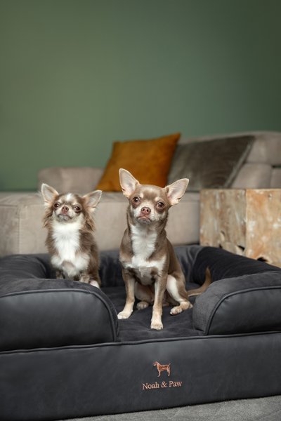 Show full view: Noah & Paw Vegan Leather Orthopedic Dog Bed, Charcoal, 28 x 23 x 11-in slide 2 of 8