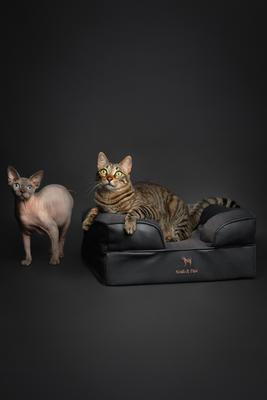 Show full view: Noah & Paw Machine Washable Orthopedic Sofa Dog Bed, Charcoal, 20 x 15 x 8-in slide 5 of 7