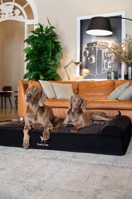 Show full view: Noah & Paw Machine Washable Orthopedic Sofa Dog Bed, Black, 55 x 45 x 9.5-in slide 2 of 9