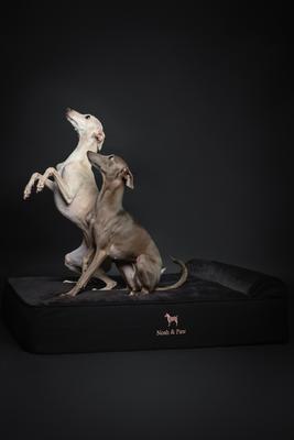 Show full view: Noah & Paw Machine Washable Orthopedic Sofa Dog Bed, Black, 35 x 25 x 8.7-in slide 7 of 8