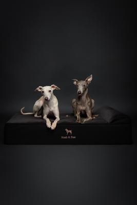 Show full view: Noah & Paw Machine Washable Orthopedic Sofa Dog Bed, Black, 35 x 25 x 8.7-in slide 6 of 8