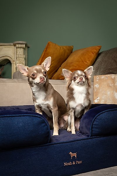 Noah & Paw Denim Collection Orthopedic Dog Bed