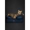 Show in main carousel: Noah & Paw Machine Washable Orthopedic Sofa Dog Bed, Dark Blue, 20 x 15 x 8-in slide 6 of 9