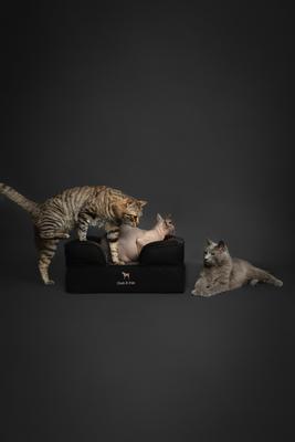 Show full view: Noah & Paw Machine Washable Orthopedic Sofa Dog Bed, Black, 20 x 15 x 8-in slide 5 of 9