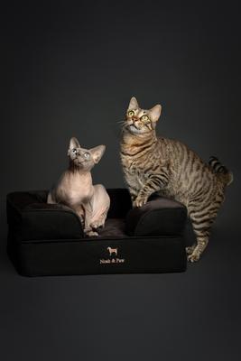 Show full view: Noah & Paw Machine Washable Orthopedic Sofa Dog Bed, Black, 20 x 15 x 8-in slide 2 of 9