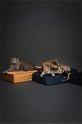 Noah & Paw Machine Washable Orthopedic Sofa Dog Bed, Dark Blue, Small slide 2 of 5