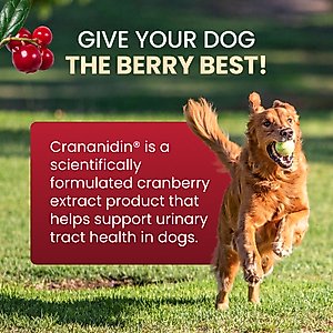 Nutramax Crananidin Cranberry Extract Chewable Tablets Urinary Supplement for Dogs, 75 count