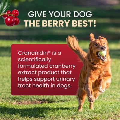 Show full view: Nutramax Crananidin Cranberry Extract Chewable Tablets Urinary Supplement for Dogs, 75 count slide 3 of 12