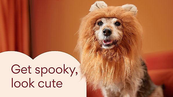 Get spooky, look cute