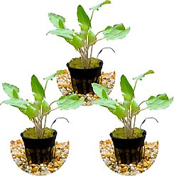 HydrOasis Crypt Wendtii Green Submerged Potted Reg Fish Plant, 3 count