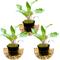 Show in main carousel: HydrOasis Crypt Wendtii Green Submerged Potted Reg Fish Plant, 3 count slide 1 of 4