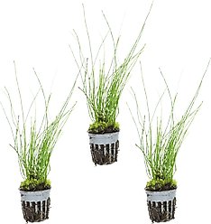 HydrOasis Dwarf Horse Tail Rush Potted Reg Fish Plant, 3 count
