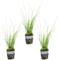 Show in main carousel: HydrOasis Dwarf Horse Tail Rush Potted Reg Fish Plant, 3 count slide 1 of 4