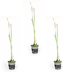 HydrOasis Dwarf Cattail Potted Fish Plant, 3 count
