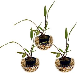HydrOasis Crypt Lucens Submerged Potted Reg Fish Plant, 3 count