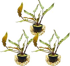HydrOasis Crypt Wendtii Red Submerged Potted Reg Fish Plant, 3 count