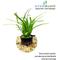 Show in main carousel: HydrOasis Crypt Wendtii Bronze Submerged Potted Reg Fish Plant, 3 count slide 2 of 4