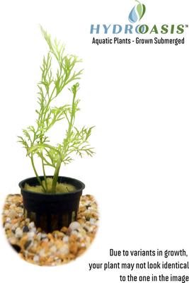 Show full view: HydrOasis Water Sprite Submerged Potted Reg Fish Plant, 3 count slide 2 of 5