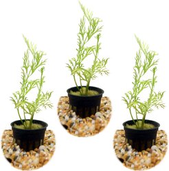HydrOasis Water Sprite Submerged Potted Reg Fish Plant, 3 count